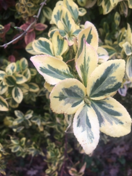 Weißbunter Spindelstrauch „Emerald Gaiety“ (Euonymus fortunei) im Container